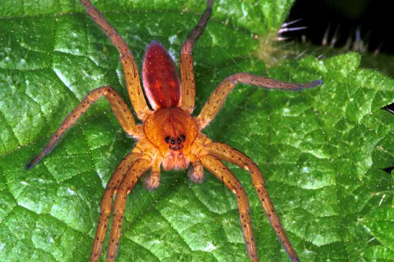 Dolomedes_fimbriatus_RF0623_Z_75_Les Gris_Frankrijk.jpg